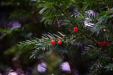 Cis HICKSII - Elegancka roślina na żywopłoty ZIMOZIELONA sadzonka C2