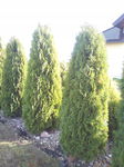 Tuja zachodnia Columna THUJA ZIELONY GĘSTY ŻYWOPŁOT SZYBKOROSNĄCY sadzonka