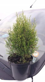 Tuja zachodnia Smaragd Light THUJA ZIELONY GĘSTY ŻYWOPŁOT PRZYROSTY JASNE