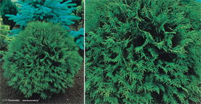Tuja zachodnia Woodwardii THUJA ZIELONY GĘSTY SZYBKOROSNĄCY sadzonka