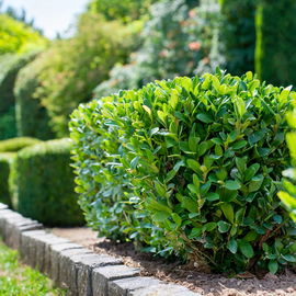 Bukszpan wieczniezielony - zielony żywopłot P9