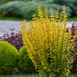 Berberys Thunberga Maria - żółta kolumnowa SADZONKA sadzonki mrozoodporne