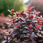 Berberys Rosy Rocket - na żywopłoty i rabaty Sadzonka sadzonki mrozoodporne
