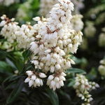 Pieris japoński ''Bonfire” Sadzonka sadzonki mrozoodporne