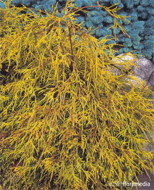 Cyprysiki Tsatsumi Gold Sadzonka sadzonki mrozoodporne