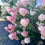 Hortensja Bukietowa LIVING SUGAR RUSH
