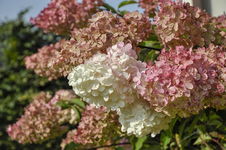Hortensja bukietowa PETITE CHERRY 'Couharie'