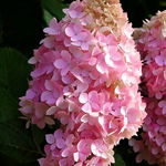 Hortensja bukietowa 'Mega Pearl' Sadzonka sadzonki mrozoodporne