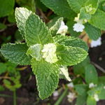 Mięta Variegata - ciekawa odmiana Sadzonka sadzonki mrozoodporne