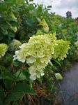 Hortensja Limelight - limonkowy kwiat Sadzonka sadzonki mrozoodporne