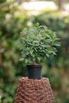 Hortensja bukietowa "Magical Candlelight" 30-40cm c2,5 (Hydrangea Paniculat