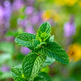 Mięta pieprzowa, mięta lekarska Sadzonka sadzonki mrozoodporne do lemoniad