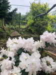 Azalia japońska "Schneeperle" 20-30cm c2,5 (Azalea Japonica "Schneeperle")