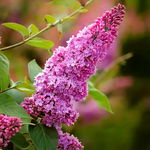Budleja Dawida 'Pink Delight' Sadzonka sadzonki mrozoodporne