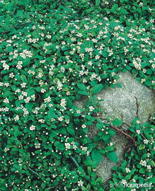 Irga Dammera Major - piękna okrywowa roślina Sadzonka sadzonki mrozoodporne