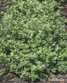 Trzmielina Fortune'a EMERALD GAIETY - Nakrapiana odmiana Sadzonka sadzonki