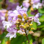 Paulownia puszysta (Cesarskie Drzewo) Sadzonka sadzonki mrozoodporne