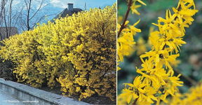 Forsycja pośrednia - roślina idealna na żwyopłot Sadzonka sadzonki mrozoodp