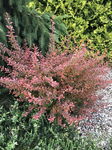 Berberys Thunberga Red Hot Chili - Czerwona Sadzonka C2