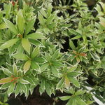 Pieris japoński Little Heath białozielone liście ZIMOZIELONA sadzonka c2