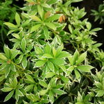 Pieris japoński 'Astrid' Kolorowe liście zimozielony krzew SADZONKA C2