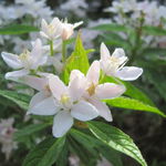 Żylistek Wysmukły (Deutzia gracilis) sadzonka C2 PACHNĄCY BIAŁY KRZEW