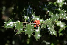 Ostrokrzew Meservy Blue Angel ZIMOZIELONY KRZEW OZDOBNY (ilex) sadzonka