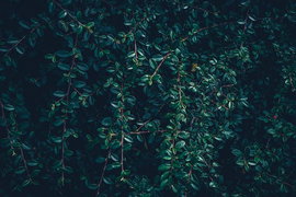 Irga błyszcząca ( cotoneaster lucidus ) MIODODAJNY ŻYWOPŁOT sadzonka C2