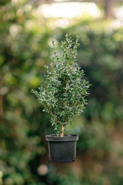 Bukszpan wieczniezielony (Buxus sempervirens) ZIMOZIELONY ŻYWOPŁOT sadzonka