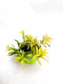 Żylistek mieszańcowy Aurea - złote liście UROCZY sadzonka (Deutzia)