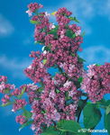 Lilak Pospolity Palibin (Bez syringa vulgaris)- Fioletowy sadzonka C2