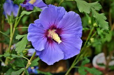 Ketmia syryjska - hibiskus FIOLETOWO-NIEBIESKA Sadzonka sadzonki mrozoodpor
