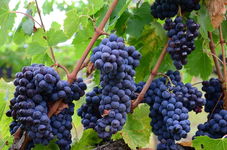 Winogron winorośl Cascade - GRANATOWA IDEALNA DLA POCZĄTKUJĄCYCH Sadzonka s