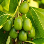 Atkinidia ostrolistna Jumbo Mini Kiwi Sadzonka sadzonki mrozoodporne