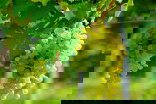 Winogron winorośl Iza Zaliwska żółta - TRUSKAWKOWY AROMAT Sadzonka sadzonki