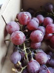 Winogron RELIANCE, winorośl bezpestkowa - BESTSELLER Sadzonka sadzonki mroz