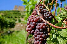 Winogron winorośl bezpestkowy Einset Seedless - ODMIANA NA RODZYNKI Sadzonk