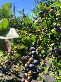 Borówka amerykańska SPARTAN - WCZESNA ODMIANA