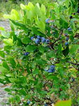 Borówka amerykańska BLUEJAY - Wytrzymała i odporna odmiana