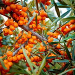 Rokitnik Friesdorfer Orange P9 Sadzonka sadzonki mrozoodporne