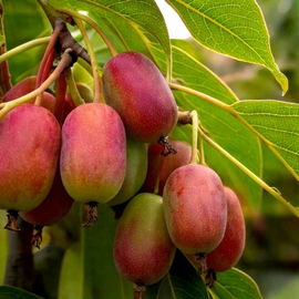 Mini Kiwi Aktinidia Ken's Red P9 Sadzonka sadzonki mrozoodporne