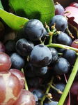 Winogron winorośl NERO - granatowe owoce na wino i nie tylko Sadzonka C2