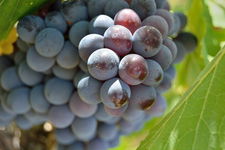 Winogron winorośl Konkord Rosyjski niebieski SMAK DZIECIŃSTWA Sadzonka C2