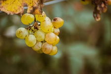 Winorośl Hibernal słodka odmiana deserowa ina wina Sadzonka P9
