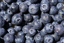 Borówka amerykańska BLUECROP - NAJPOPULARNIEJSZA ODMIANA Sadzonka sadzonki