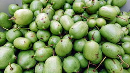 Aktinidia ISSAI -mini kiwi - SAMOPYLNA ODMIANA Sadzonka P9 Sadzonka sadzonk
