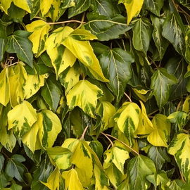 Bluszcz Kolchidzki ciekawa odmiana SADZONKA sadzonki mrozoodporne