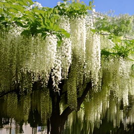 Wisteria Glicynia Alba SADZONKA sadzonki mrozoodporne
