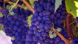 Winogron Winorośl Leon Millot Niebieska - polecana na wino, sadzonka Sadzon