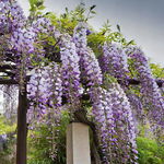 Glicynia chińska - wisteria AMETHYST - Fioletowe pachnące pnącze Sadzonka s